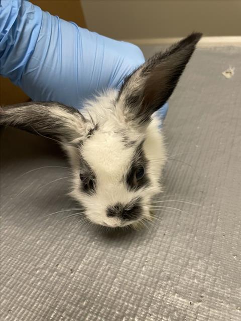 *BUN JOVI