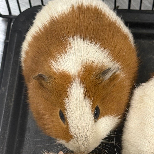 No Name - A870338