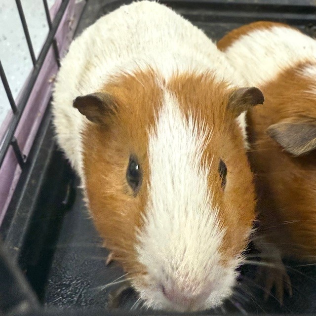 No Name - A870340