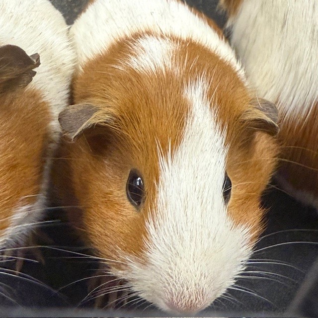 No Name - A870342