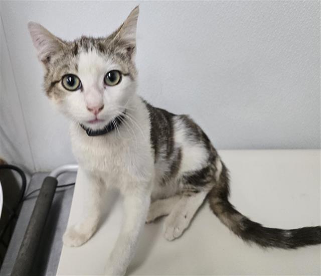 Jasper - A869506