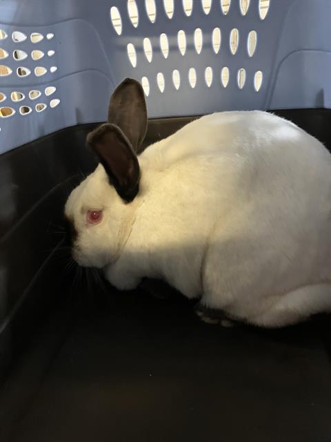 Gladys - A863023