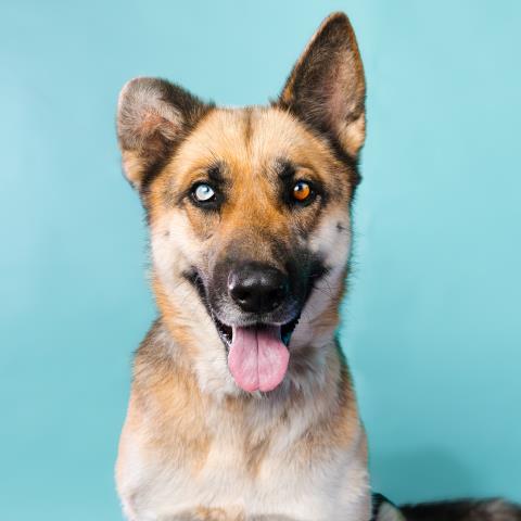 Scout - A865883
