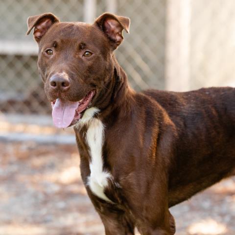 Brewster - A870443