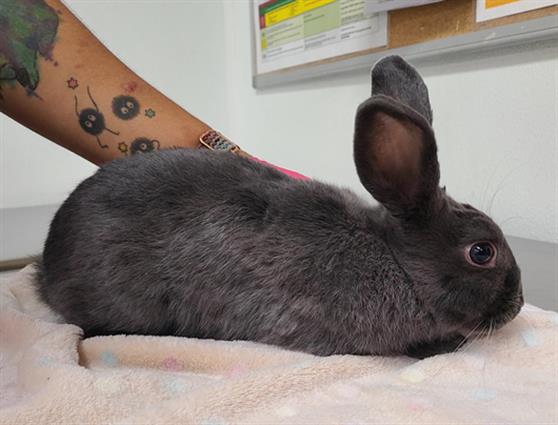 No Name - A871109