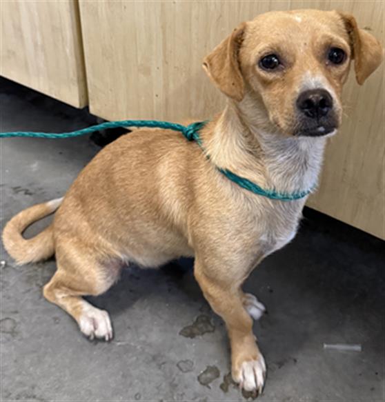 Carly - A871223