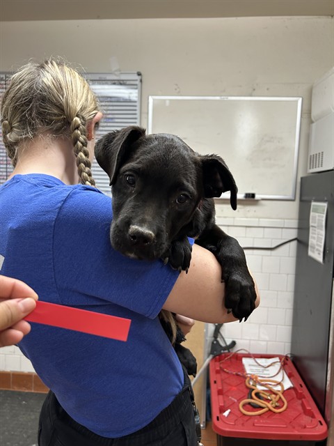Blossom - A871229