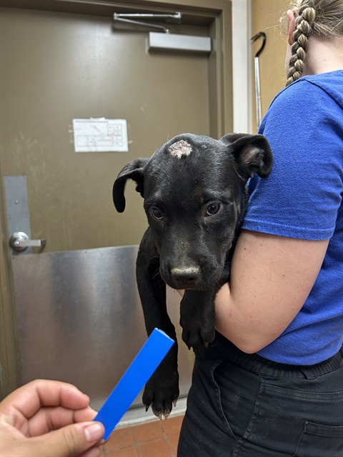 Bubbles - A871233