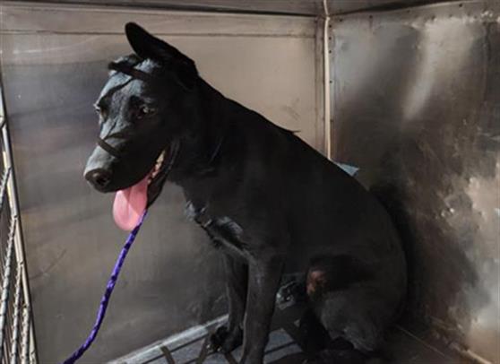 Sugaree - A871238