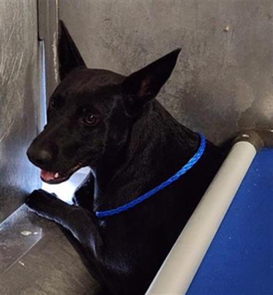 Stagger Lee - A871237
