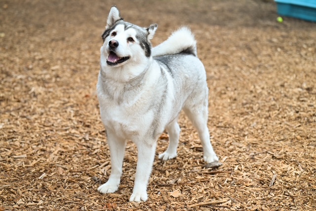 Image_A324498