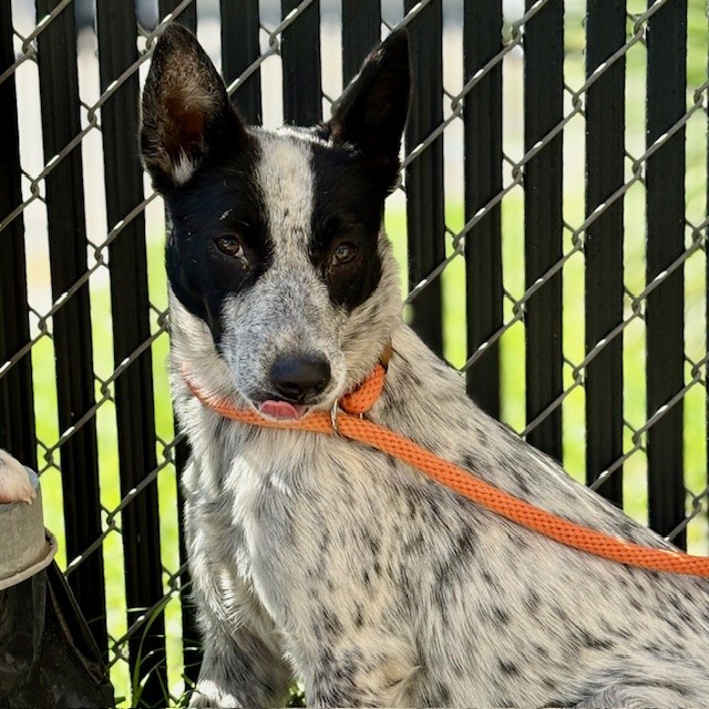 Elsa - A870790