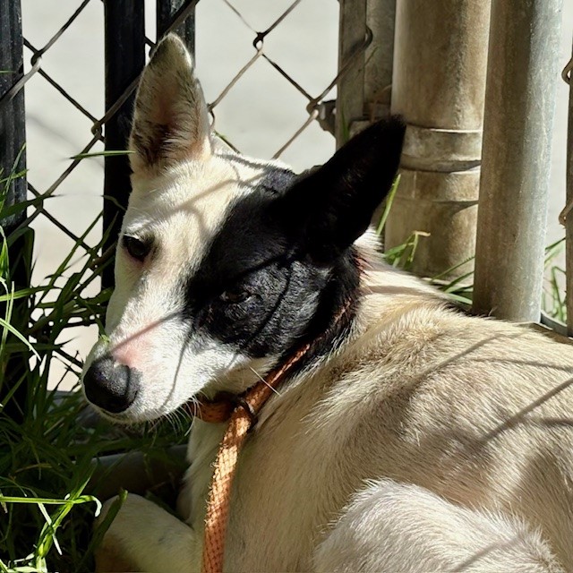 Anna - A870794