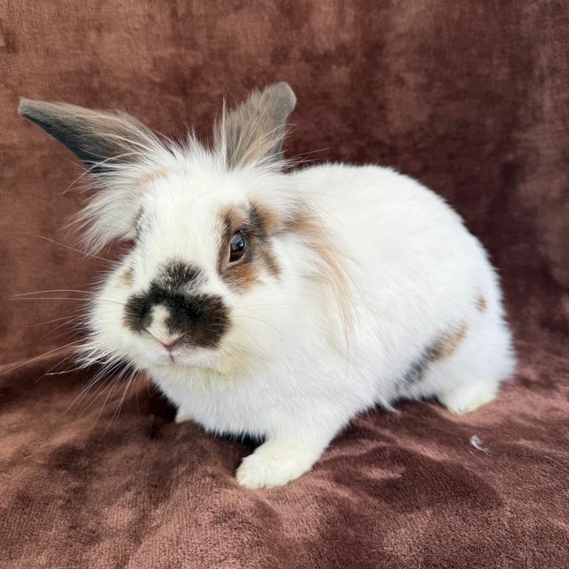 Spruce - A870196