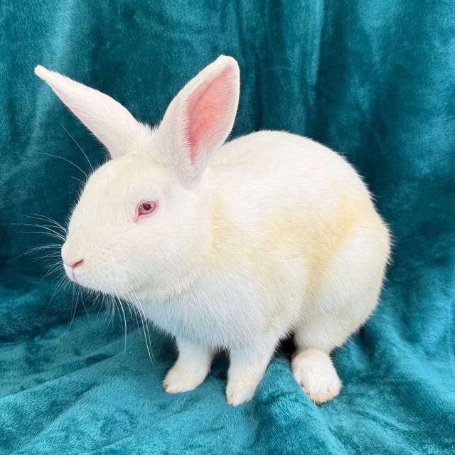 Anakin - A870636