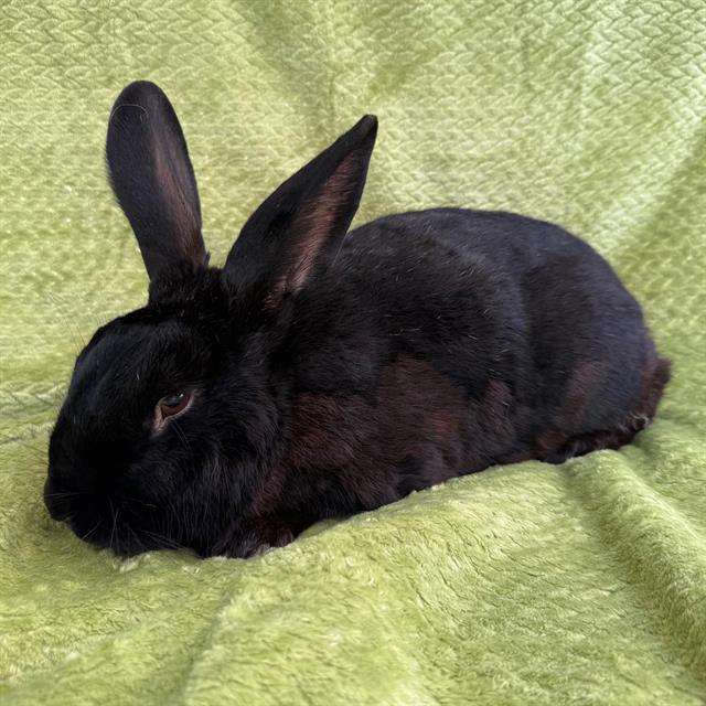 Monty - A870850