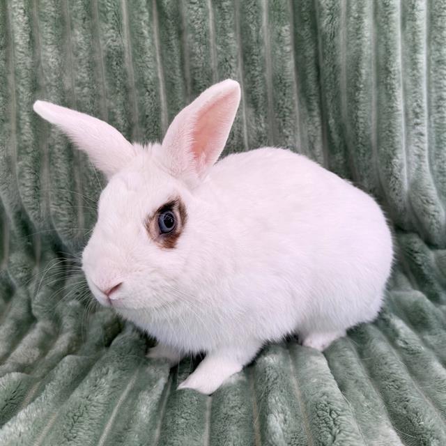 Winston - A870910