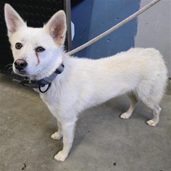 Sasha - A871268