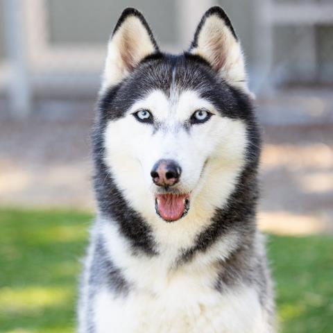 Bella - A763517