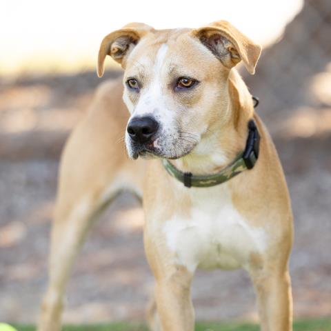 Roger - A871064