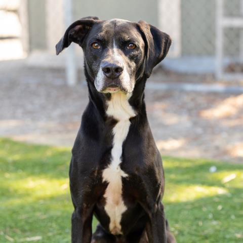 Alfie - A870998
