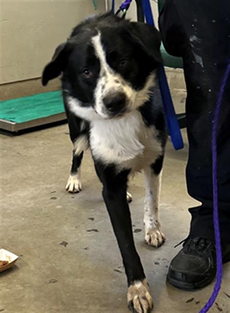 Bob - A871373