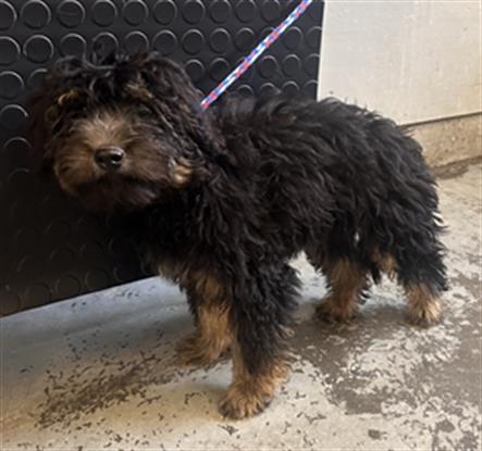 Otis - A871417
