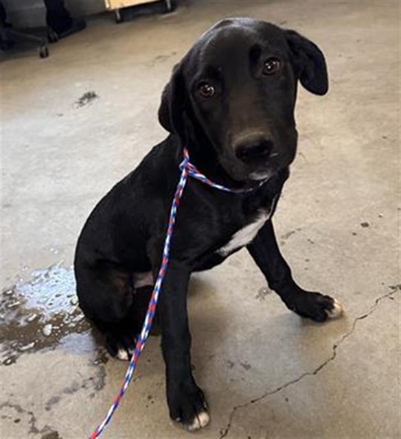 Drake - A871418