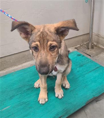Mateo - A870472
