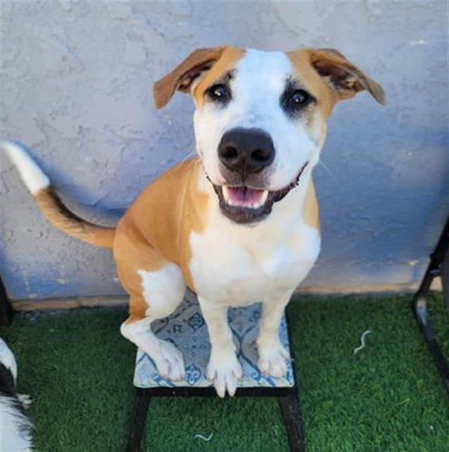 Louie - A862351