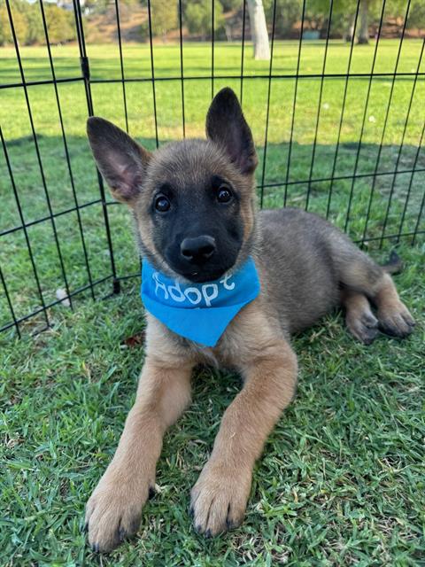 Bear - A868829