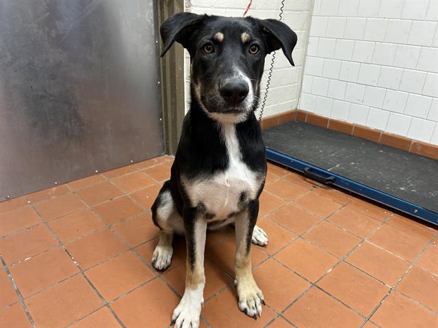 Jewel - A871822