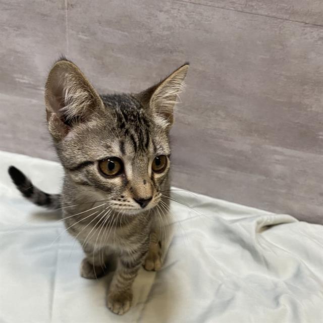 Cats Available For Adoption - Stanislaus County
