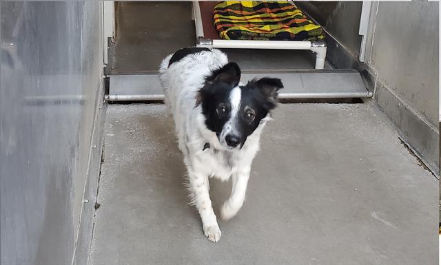 Pepper - A749800