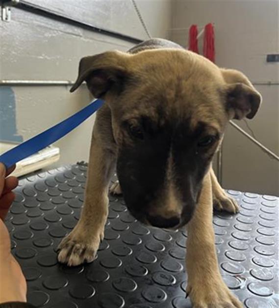 Lando - A872648