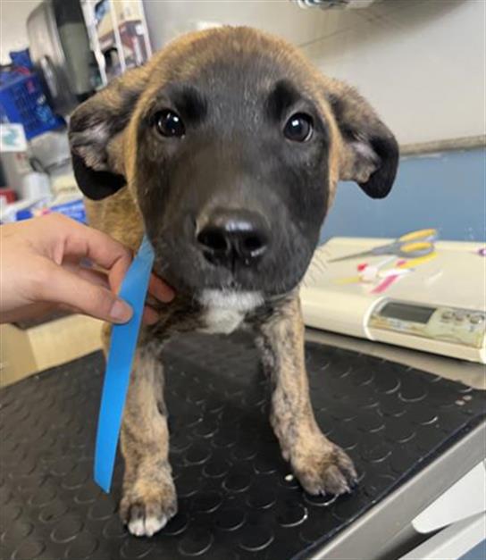 Wicket - A872649