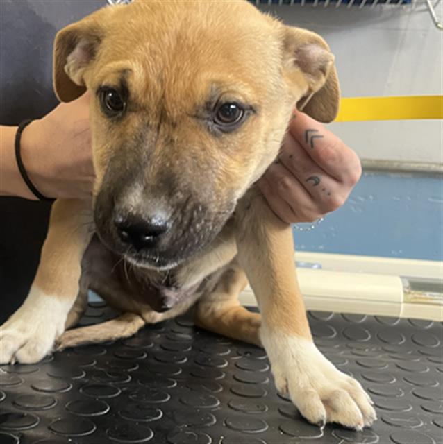 Chewie - A872646