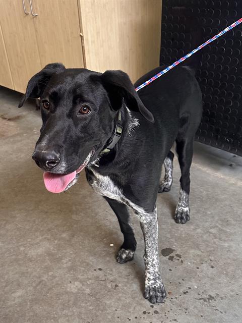 Gunner - A872652