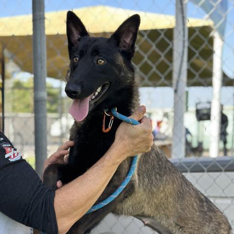 Pepsi - A872384