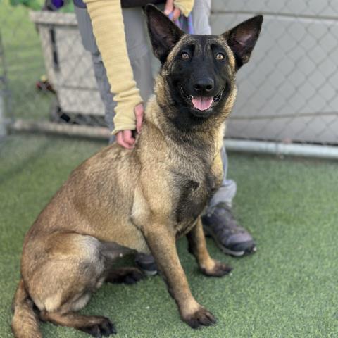 Cola - A872385