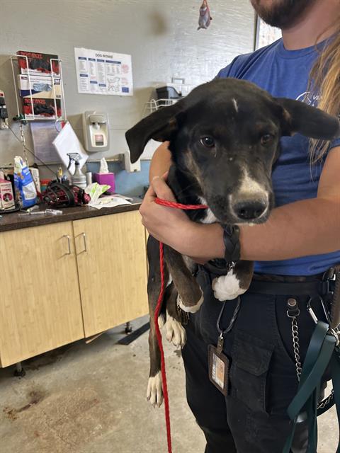 Toffee - A872844