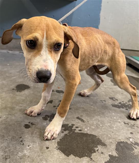 Ginger Spice - A872854