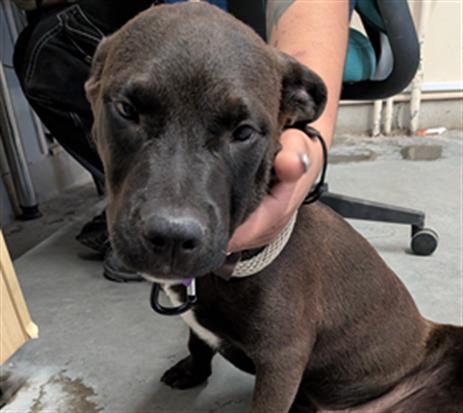 Shadow - A871231
