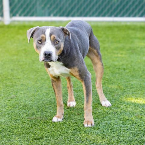 Chance - A872430
