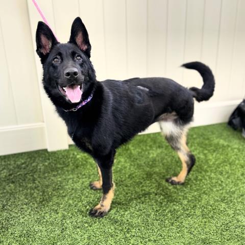 Luna - A866461