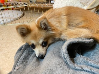 Image_A173310