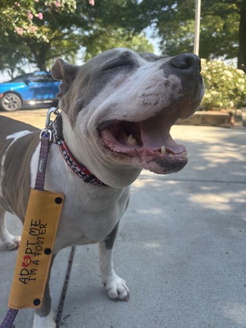 TREENA, adoptable senior Pit Bull Terrier