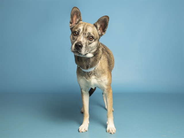 Image of Sylvie the dog