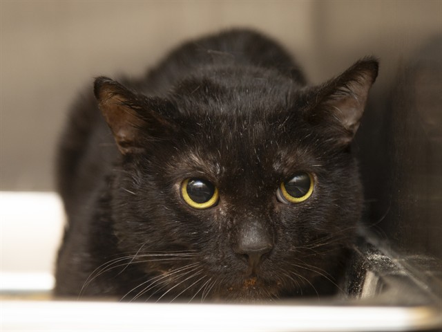 Image of Galaxy the cat