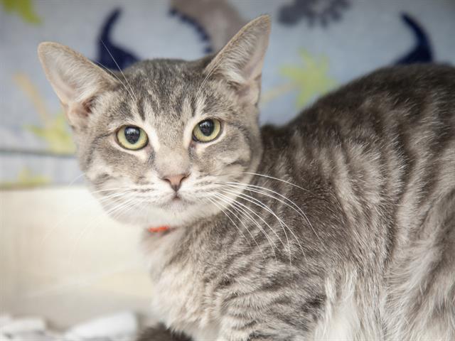 Image of Twisty the cat